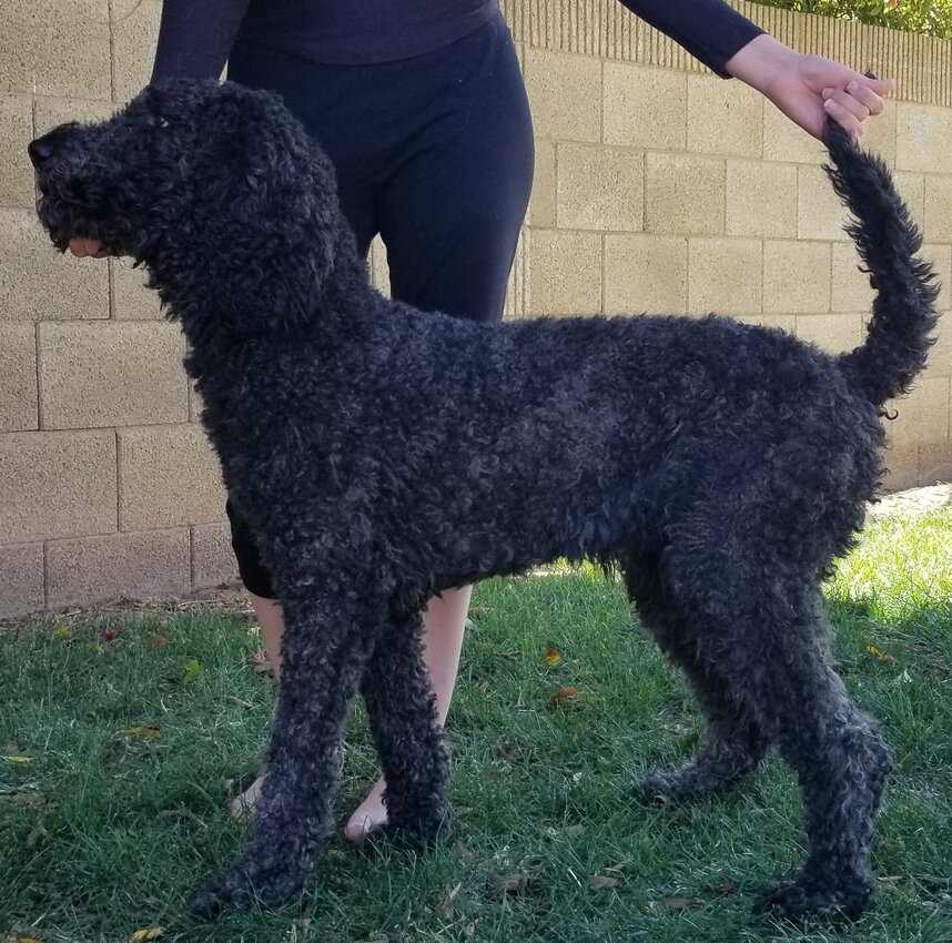 Image of a Brindle Poodle